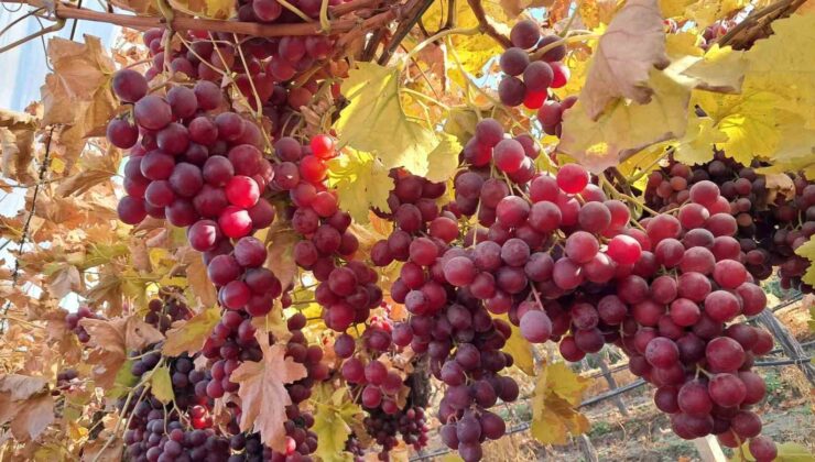 Yeni yılın üzümleri depodan değil bağdan