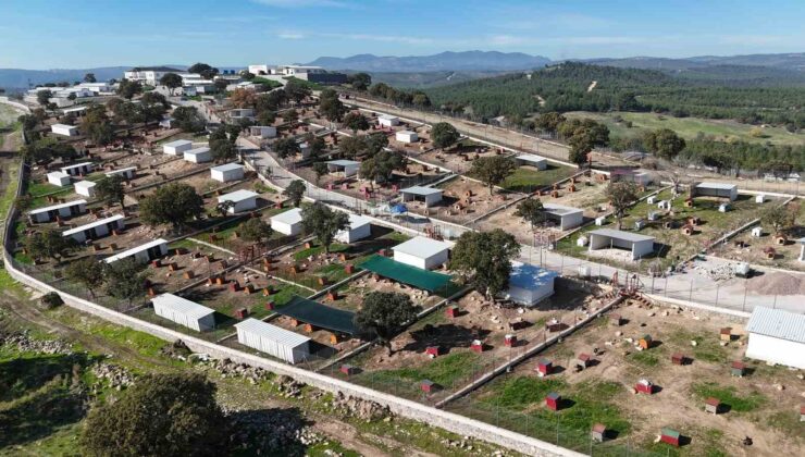 Yunusemre’de sokak hayvanlarına örnek yaşam merkezi