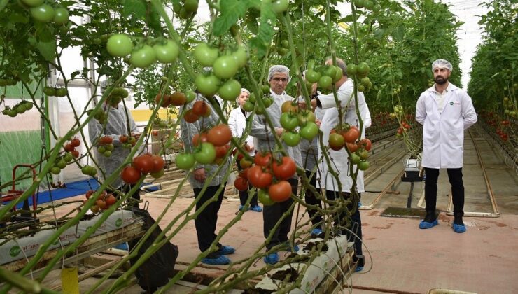 Modern sera yatırımları Salihli’de tarımı güçlendiriyor