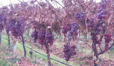 Sarıgöl’de 2025 yılı üzümleri dalında bekletip 2026’nın ilk günü hediye etti