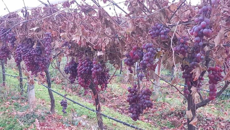 Sarıgöl’de 2025 yılı üzümleri dalında bekletip 2026’nın ilk günü hediye etti