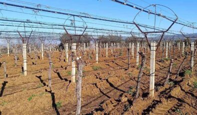 Üzüm üreticisi yenilik peşinde