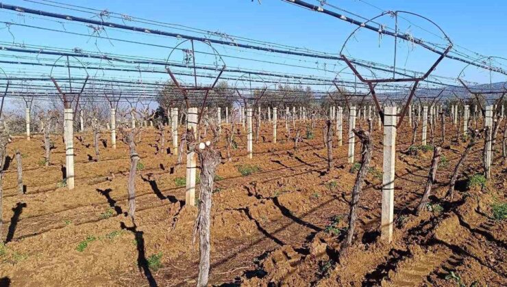 Üzüm üreticisi yenilik peşinde