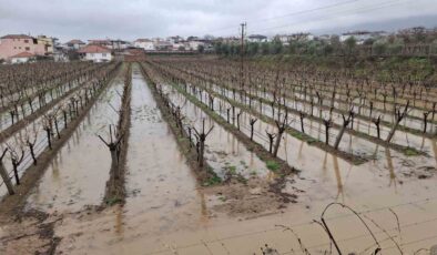 Yağmurlar bağcıların yüzünü güldürdü