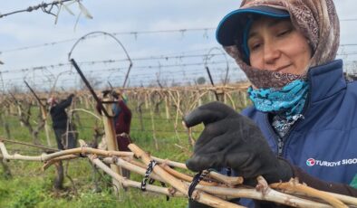 Sarıgöl Ovası’ndaki bağlarda hummalı çalışma