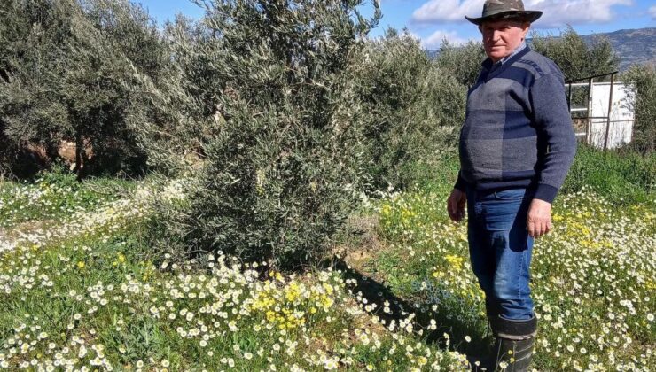 Sarıgöl’de şubat ayında yalancı bahar yaşanıyor