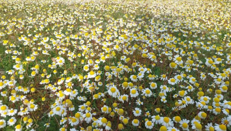 Dağlar çiçek açtı, arıcılar umutlandı