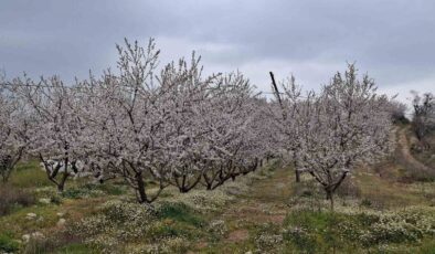 Erken çiçek açan ağaçlar don tehlikesiyle karşı karşıya