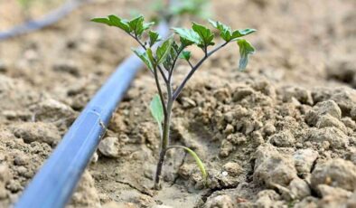 Gördes’te 73 bin domates fidesi toprakla buluşuyor