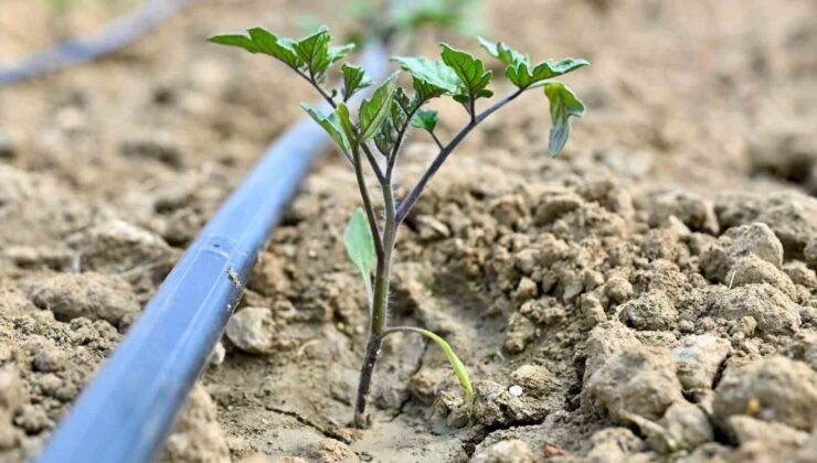 Gördes’te 73 bin domates fidesi toprakla buluşuyor