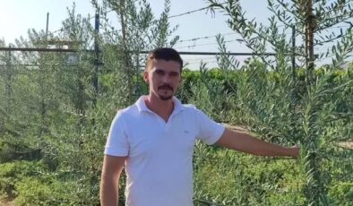 Sarıgöl’de ’bodur’ zeytin dönemi