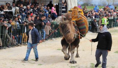 Saruhanlı’da deve güreşlerine binlerce vatandaş akın etti