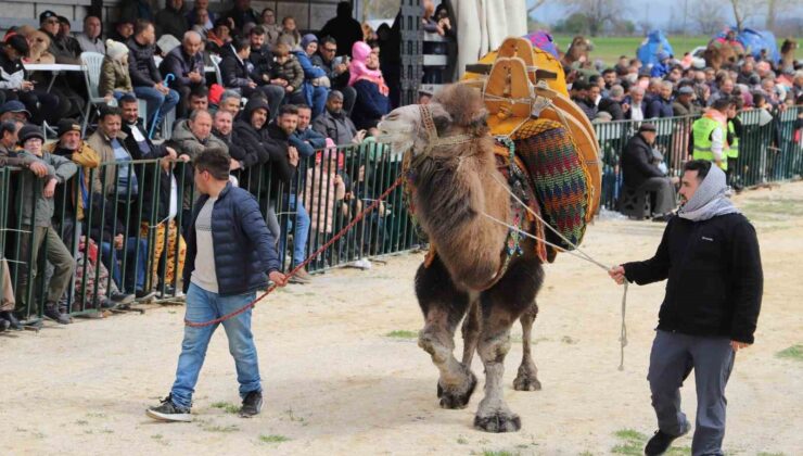 Saruhanlı’da deve güreşlerine binlerce vatandaş akın etti