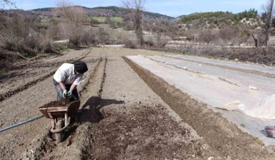 Selendi’de tütün üreticisinin zorlu mesaisi başladı