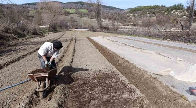 Selendi’de tütün üreticisinin zorlu mesaisi başladı