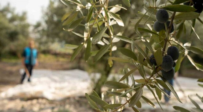 Akhisar’da zeytin için tarihi buluşma