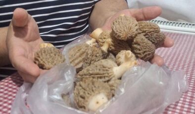 Doğanın ’Et lezzeti’ Kuzugöbeği sofralarda