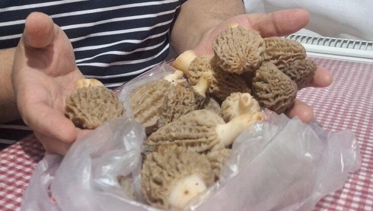 Doğanın ’Et lezzeti’ Kuzugöbeği sofralarda