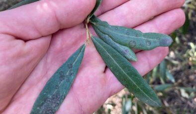 Salihli’de ‘Halkalı leke’ uyarısı