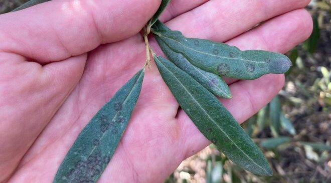 Salihli’de ‘Halkalı leke’ uyarısı