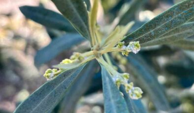 Salihli’de zeytin üreticilerine “Zeytin Pamuklu Biti” uyarısı