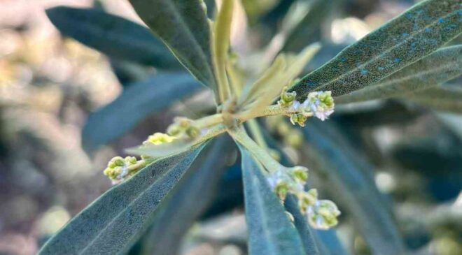 Salihli’de zeytin üreticilerine “Zeytin Pamuklu Biti” uyarısı