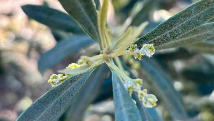 Salihli’de zeytin üreticilerine “Zeytin Pamuklu Biti” uyarısı
