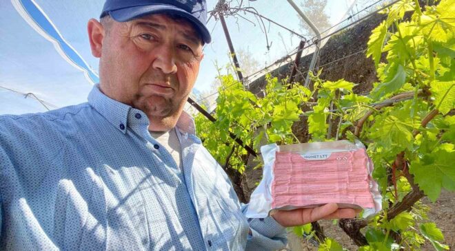 Sarıgöl Ovası’nda üzüm bağlarında “Fenomen Tel” seferberliği