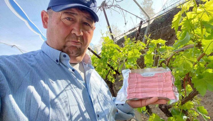 Sarıgöl Ovası’nda üzüm bağlarında “Fenomen Tel” seferberliği