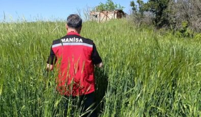 Sarıgöl’de huhubatta verim için ekipler sahada