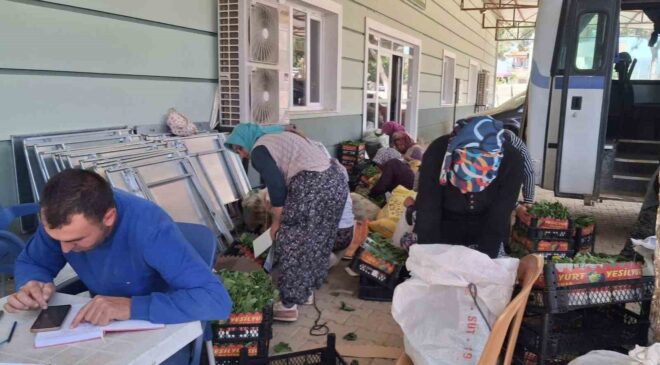 Sarıgöl’de taze bağ yaprağı mesaisi başladı