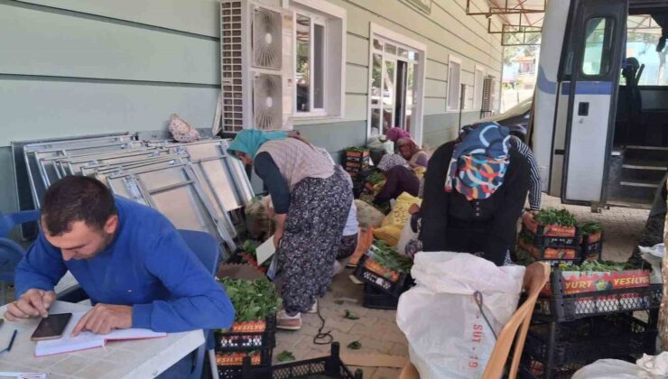 Sarıgöl’de taze bağ yaprağı mesaisi başladı