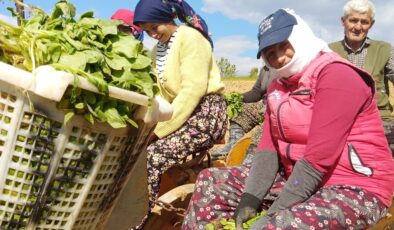 Sarıgöl’de tütün dikimi başladı
