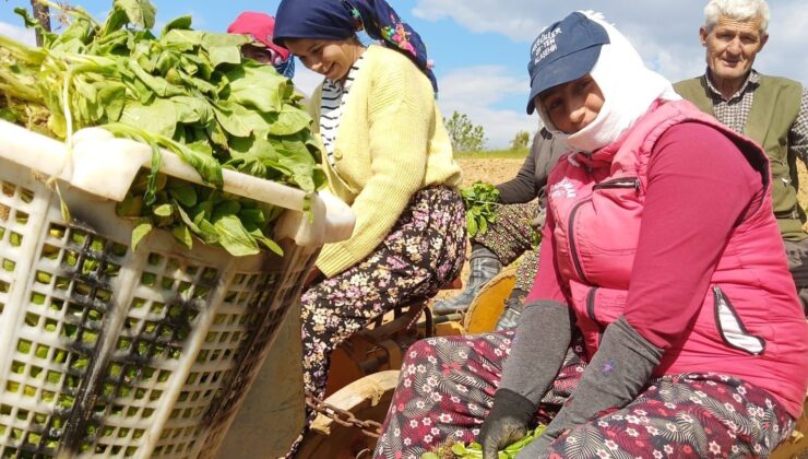Sarıgöl’de tütün dikimi başladı