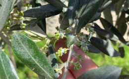 Sarıgöl’de zeytin üreticileri pamuklu bit zararlısına karşı uyarıldı