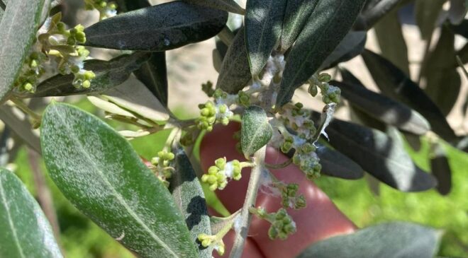 Sarıgöl’de zeytin üreticileri pamuklu bit zararlısına karşı uyarıldı