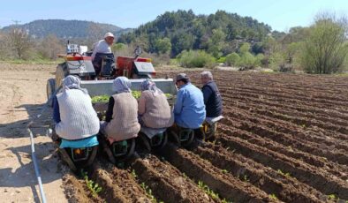 Selendi’de tütün mesaisi başladı