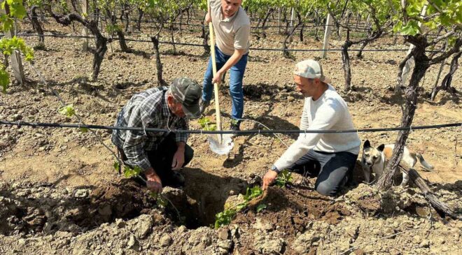 TARİŞ’ten bağlara yakın takip