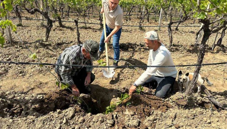 TARİŞ’ten bağlara yakın takip