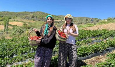 Salihli’de gönüllü gençler çilek hasadı yaptı