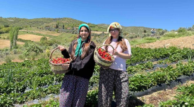 Salihli’de gönüllü gençler çilek hasadı yaptı