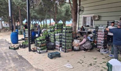 Taze bağ yaprağı aile ekonomisine can suyu oldu