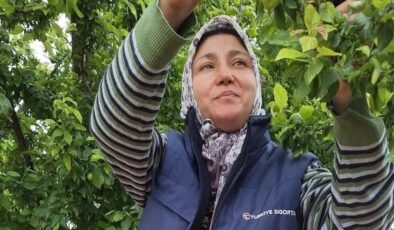 Yaz meyvelerinde bereket üreticinin yüzünü güldürdü