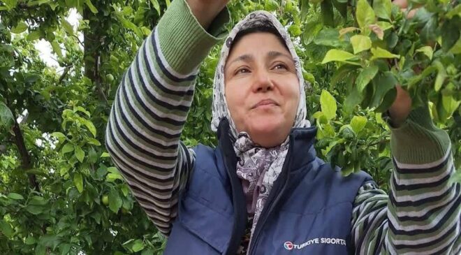 Yaz meyvelerinde bereket üreticinin yüzünü güldürdü
