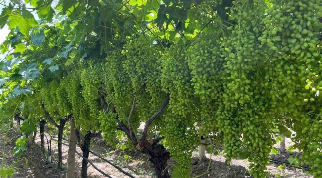 Bilinçli gübreleme, Sarıgöl bağlarında verim ve kaliteyi artırıyor