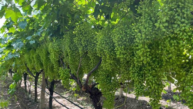 Bilinçli gübreleme, Sarıgöl bağlarında verim ve kaliteyi artırıyor