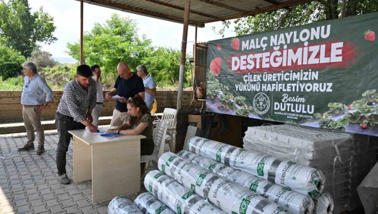 Manisa Büyükşehir’den çilek üreticilerine malç naylonu desteği