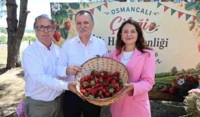 Osmancalı Çileği’nin ilk hasadı şenlikle yapıldı