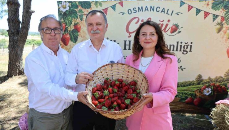 Osmancalı Çileği’nin ilk hasadı şenlikle yapıldı