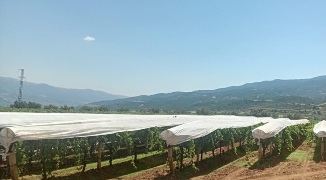Sarıgöl Ovası beyaza bürünmeye başladı